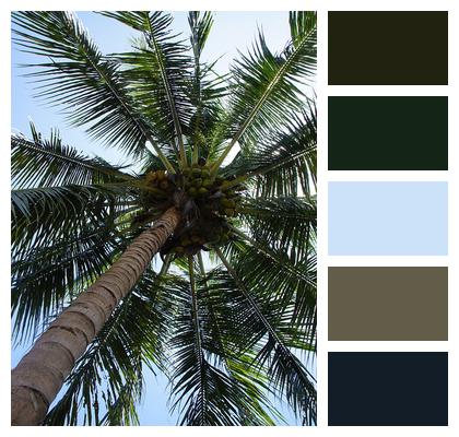 Palm Trees Palm Tree Palm Image